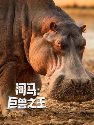 河马:巨兽之王